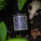 Wicked Garden - Moonflower + Vanilla